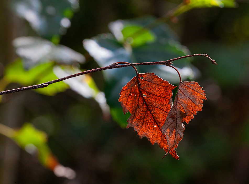 Фотографія Красные листья / Valziwa / photographers.ua