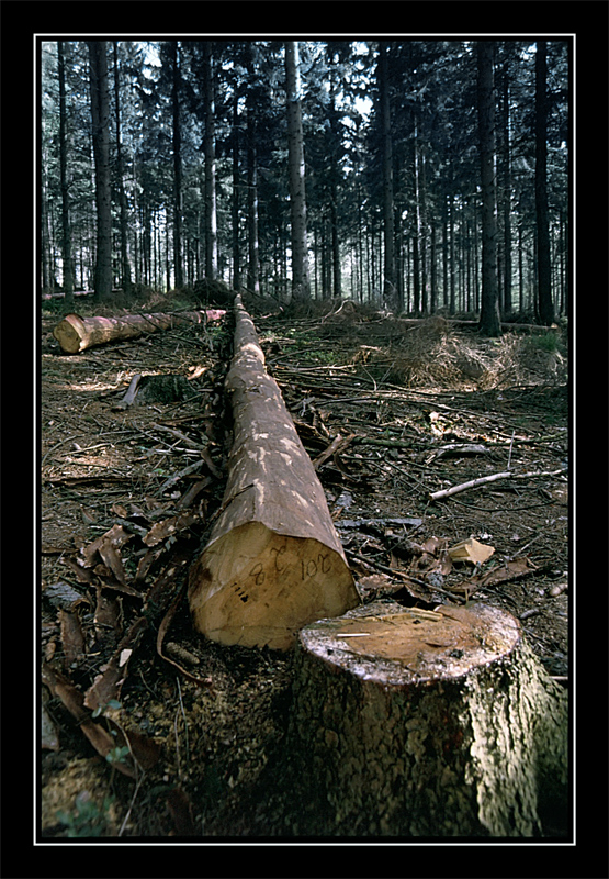 Фотографія 0072  На лесоповале / Valziwa / photographers.ua