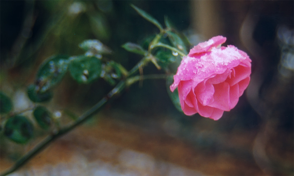Фотографія 0773 И в морозы цветут розы / Valziwa / photographers.ua