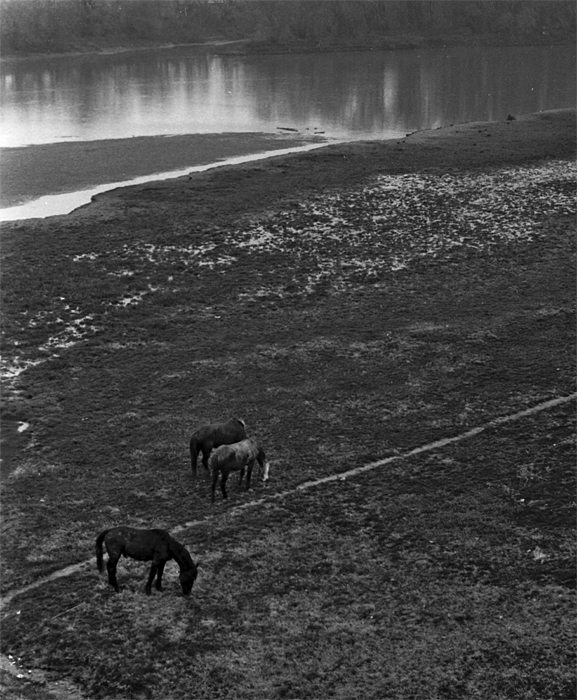 Фотографія 0232  Пасутся кони у реки / Valziwa / photographers.ua