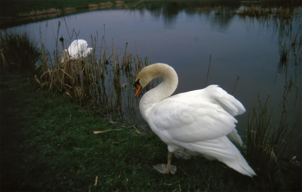 Фотографія 0820 Сюжет из жизни белых лебедей / Valziwa / photographers.ua