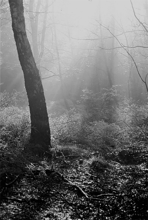 Фотографія 0179  За туманом леса не видать / Valziwa / photographers.ua
