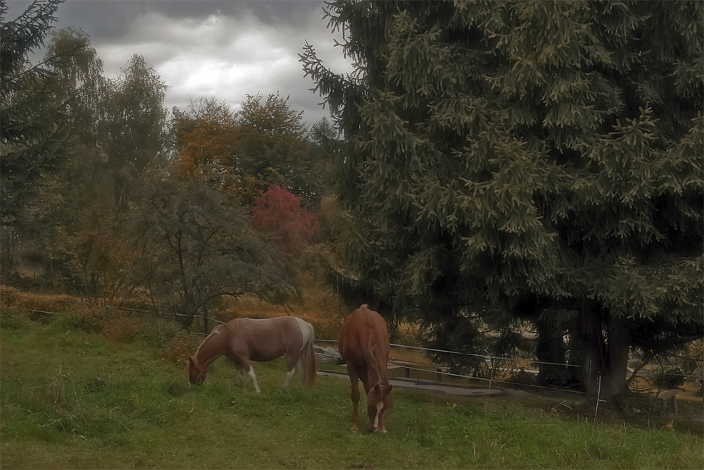 Фотографія 0853 И лошадкам лень в дождливый день... / Valziwa / photographers.ua
