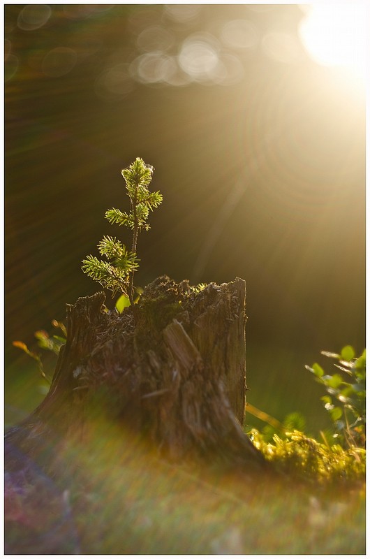 Фотографія sunny / Андрей / photographers.ua