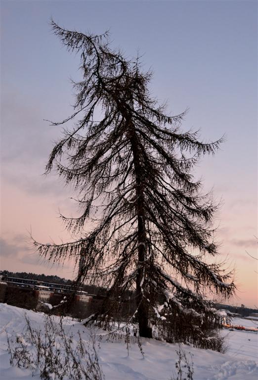 Фотографія пьяное  дерево в парке Стокгольма / Инна Игольницына / photographers.ua