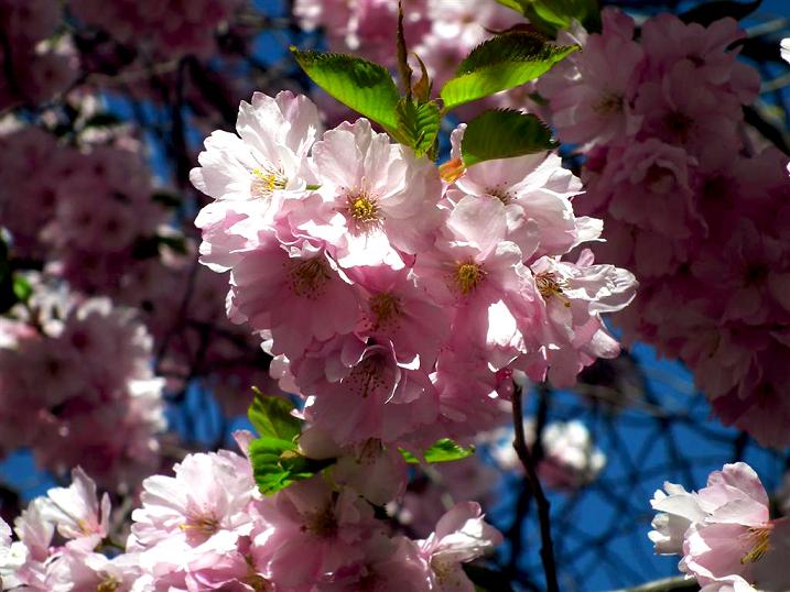 Фотографія sakura blossoming in centra park in Stockholm / Инна Игольницына / photographers.ua