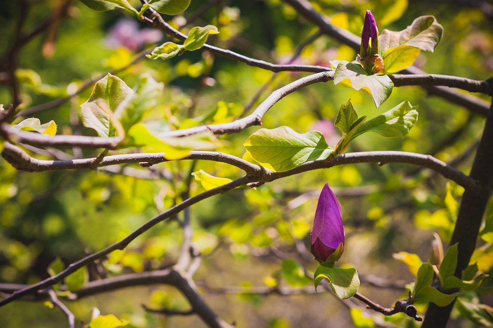Фотографія Magnolia liliflora / Olgart / photographers.ua
