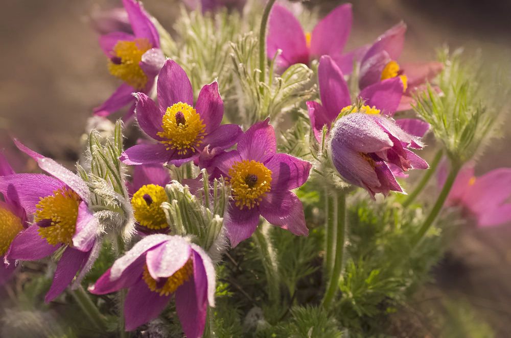 Фотографія Весна на дворе... / Tatiana Lubeckay / photographers.ua