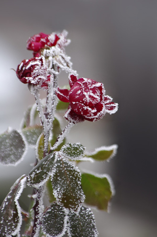 Фотографія Ах, кабы на цветы да не морозы... / Tatiana Lubeckay / photographers.ua