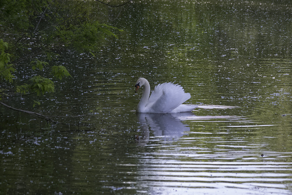 Фотографія Вот белый лебедь на пруду... / Tatiana Lubeckay / photographers.ua