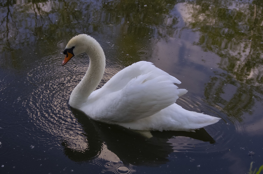 Фотографія А белый лебедь, на пруду... / Tatiana Lubeckay / photographers.ua