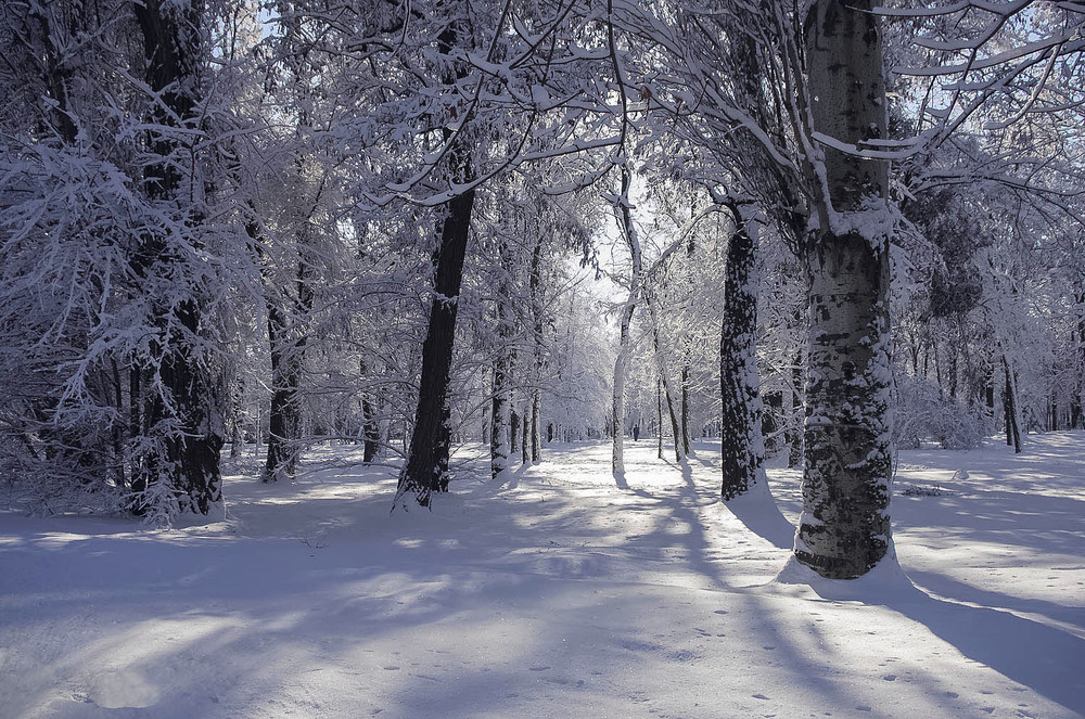 Фотографія Зимы прекрасные мгновенья... / Tatiana Lubeckay / photographers.ua