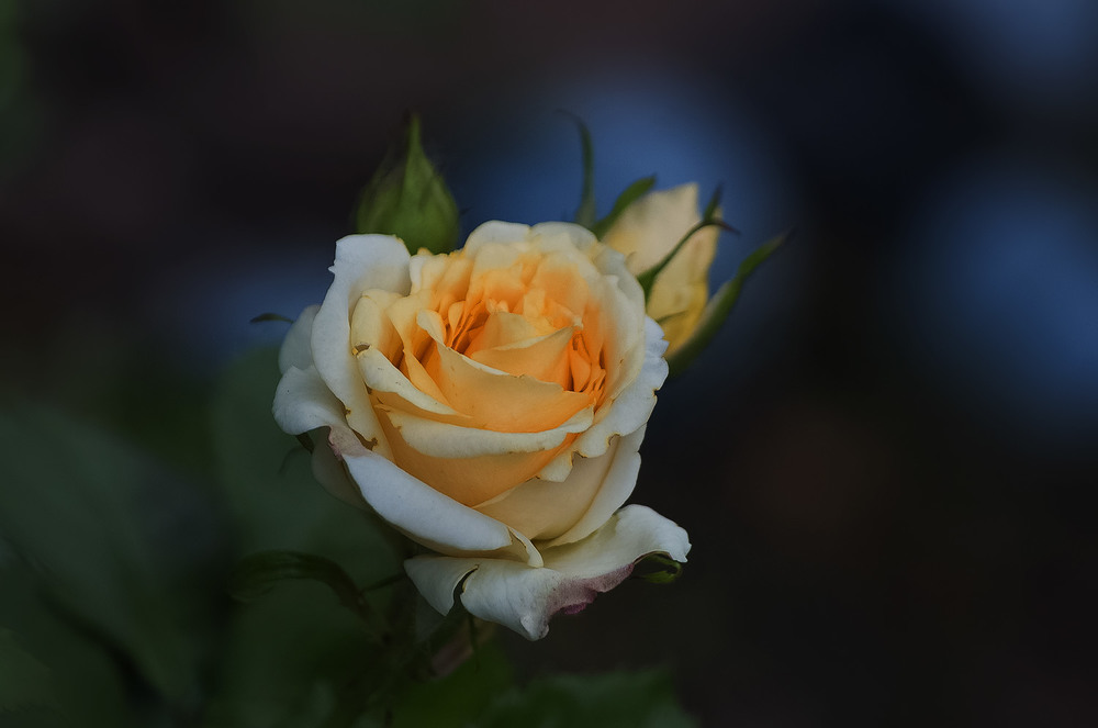 Фотографія Солнечная роза. / Tatiana Lubeckay / photographers.ua