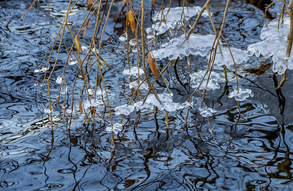 Фотографія Букет зимы / Tatiana Lubeckay / photographers.ua