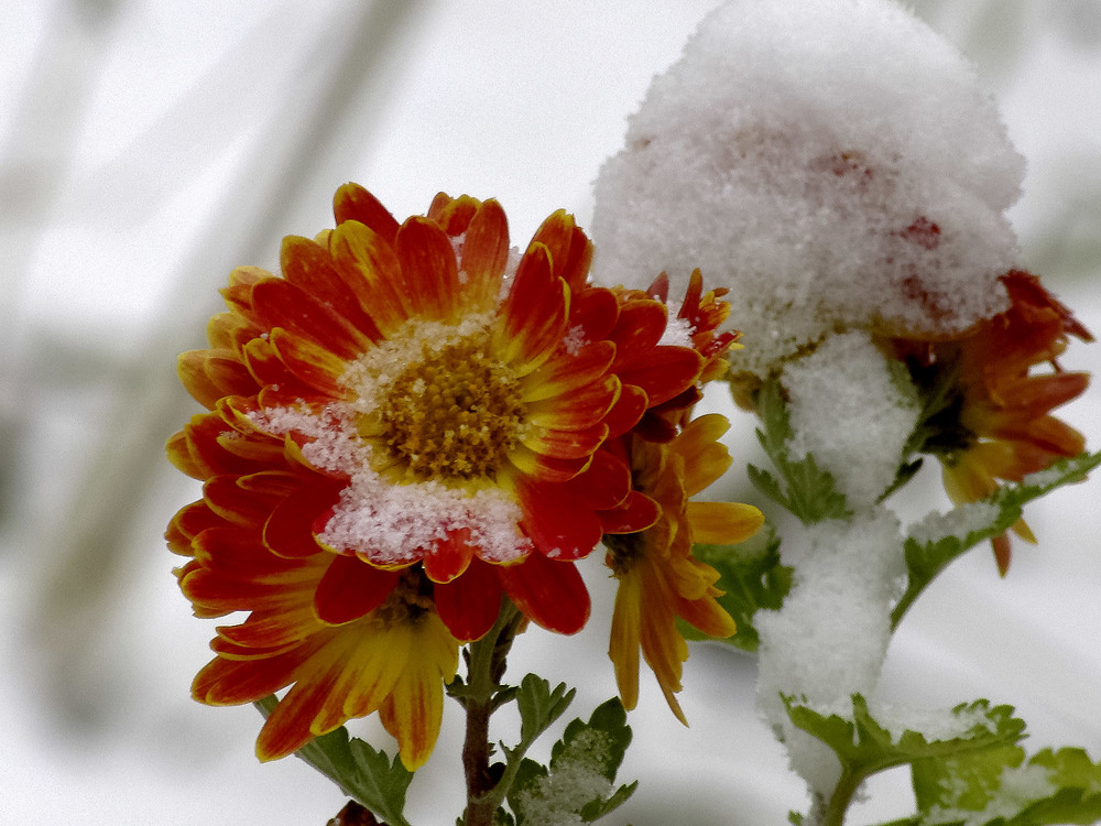 Фотографія Ах кабы на цветы да не морозы... / Tatiana Lubeckay / photographers.ua