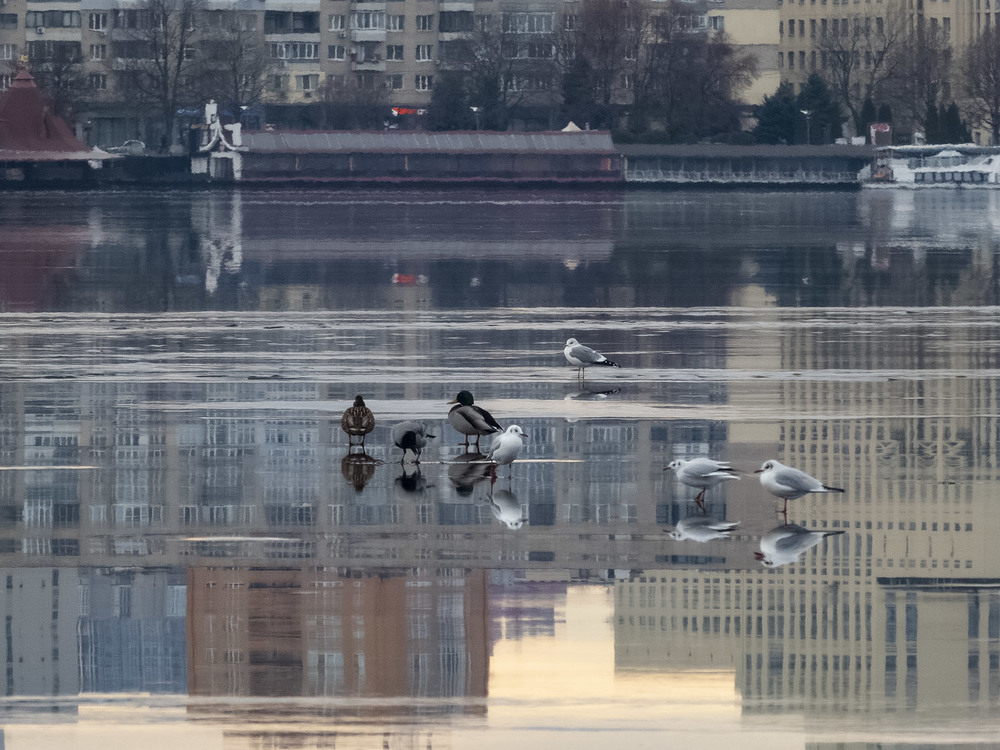 Фотографія Прогулки по воде. Оттепель. / Tatiana Lubeckay / photographers.ua