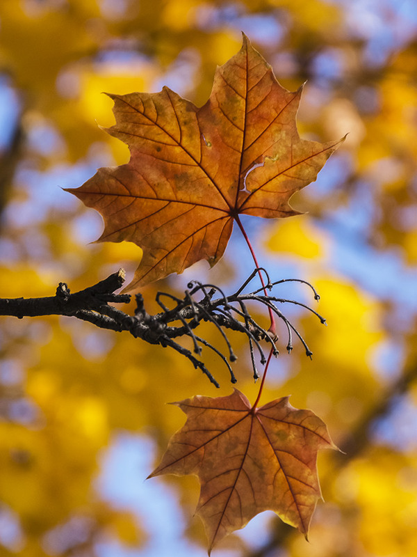 Фотографія Прощальная песнь желтых листьев / Tatiana Lubeckay / photographers.ua