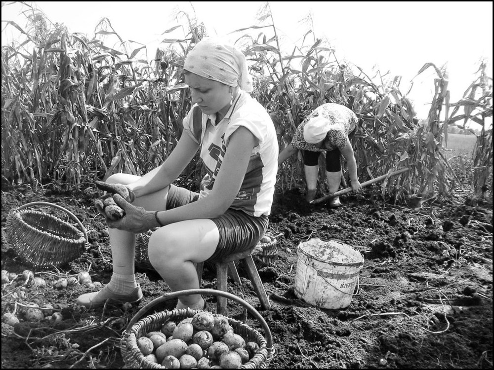 Фотографія картопля... / Сергей Якубенко / photographers.ua