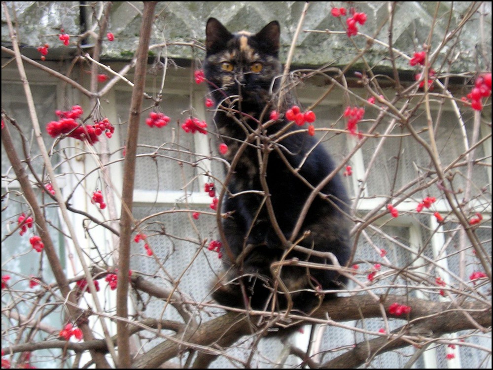 Фотографія кошка на калине / Сергей Якубенко / photographers.ua