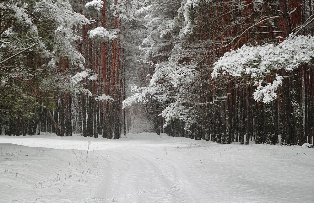 Фотографія Снегопад в сосновом лесу на Рождество / Katerina Mashkevych / photographers.ua