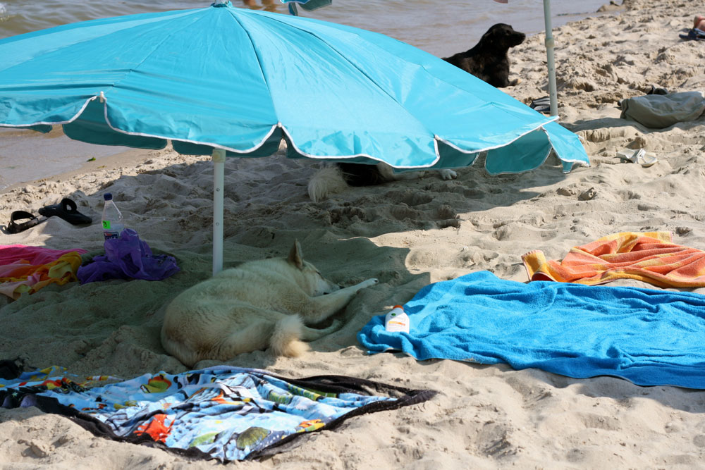 Фотографія Dog's Beach / Андрей Таран / photographers.ua