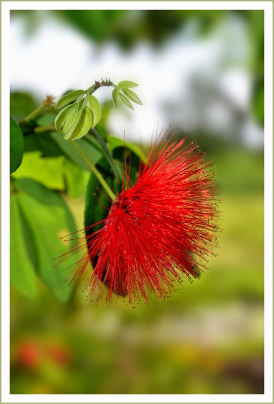 Фотографія Цветы в Singapore Botanical Garden / Elena Romenskaya / photographers.ua
