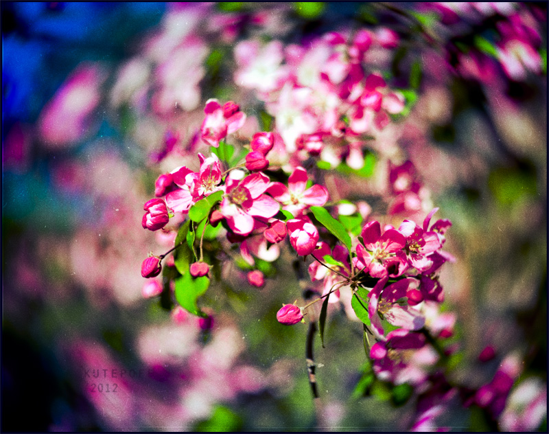 Фотографія Макро / StKutepoff / photographers.ua