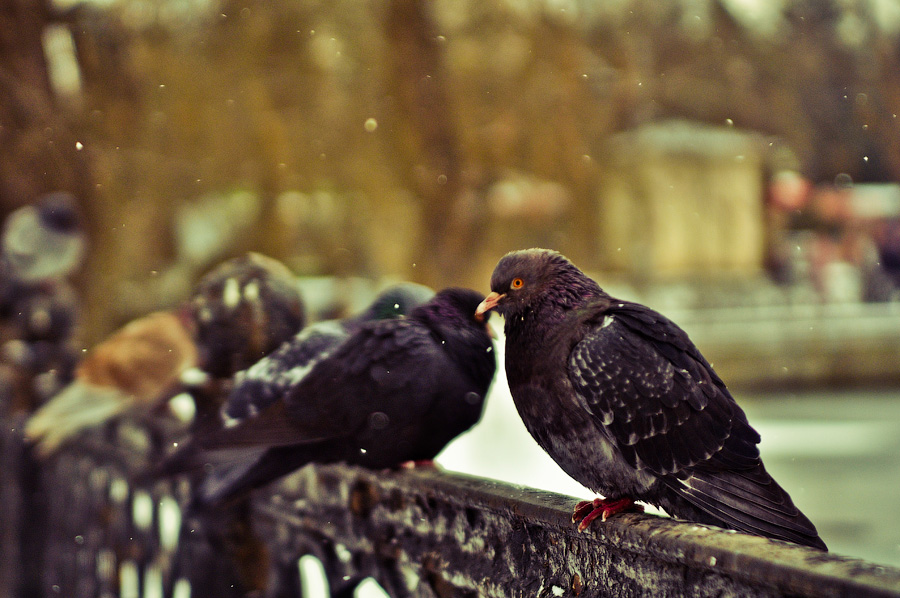 Фотографія pigeon'ы / StKutepoff / photographers.ua
