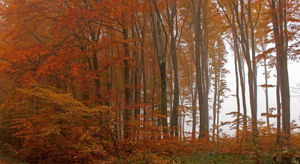 Фотографія Осень в лесу. / Ваня / photographers.ua