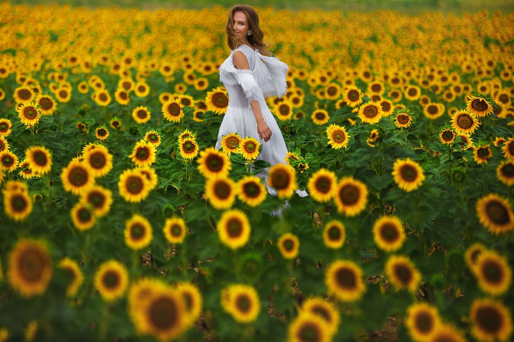 Фотографія Field of sunflowers / Дмитрий Собокарь / photographers.ua