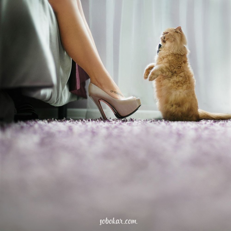 Фотографія Bride and her cat / Дмитрий Собокарь / photographers.ua