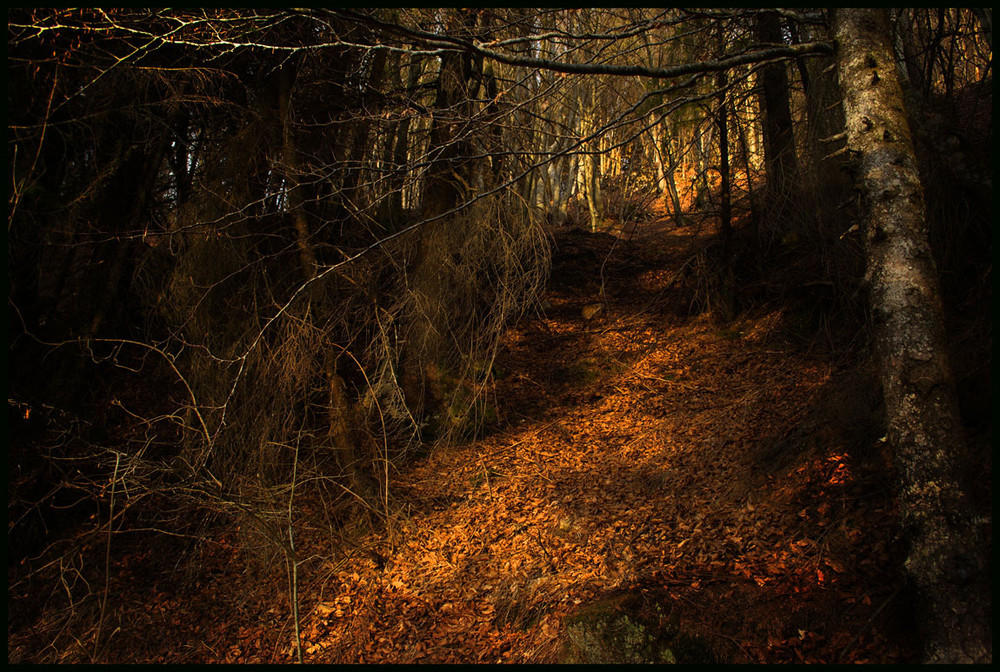 Фотографія вверх по тропе... / Денис Чорний / photographers.ua