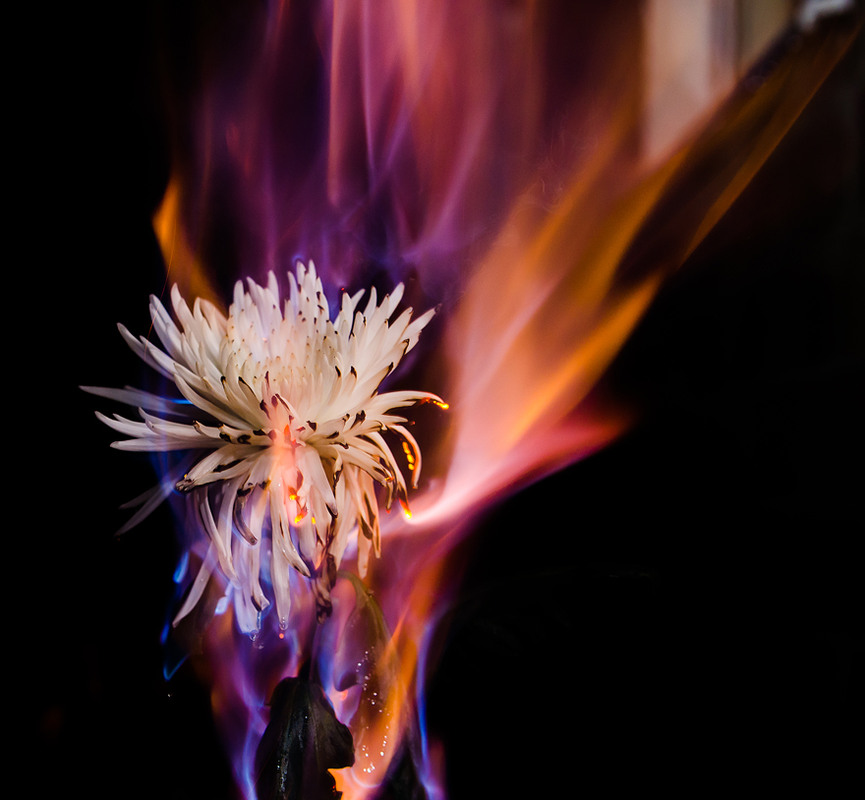 Фотографія Fire flower 1 / Чеслав Лозовский / photographers.ua