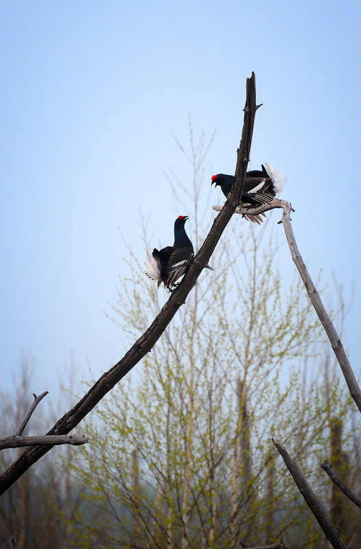 Фотографія *** / Канциренко  Сергей / photographers.ua