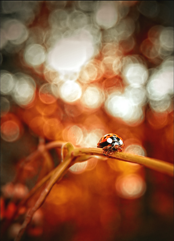 Фотографія Ladybug / giorgi lomtadze / photographers.ua