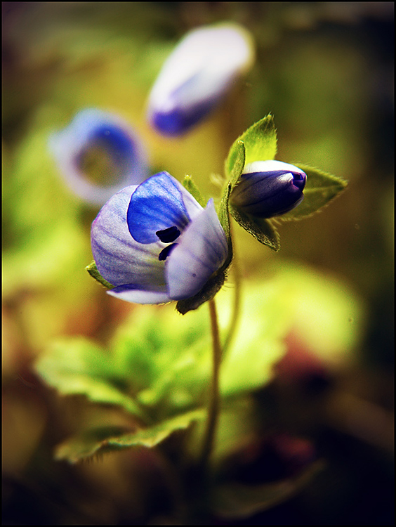 Фотографія цветок весны / giorgi lomtadze / photographers.ua