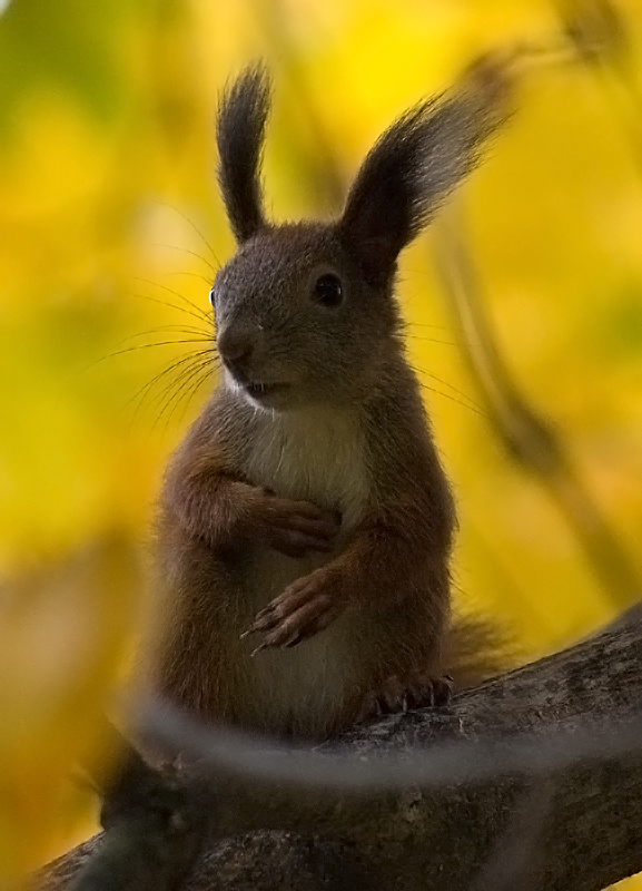 Фотографія рыжая на желтом / Yuriy Barvinchenko / photographers.ua