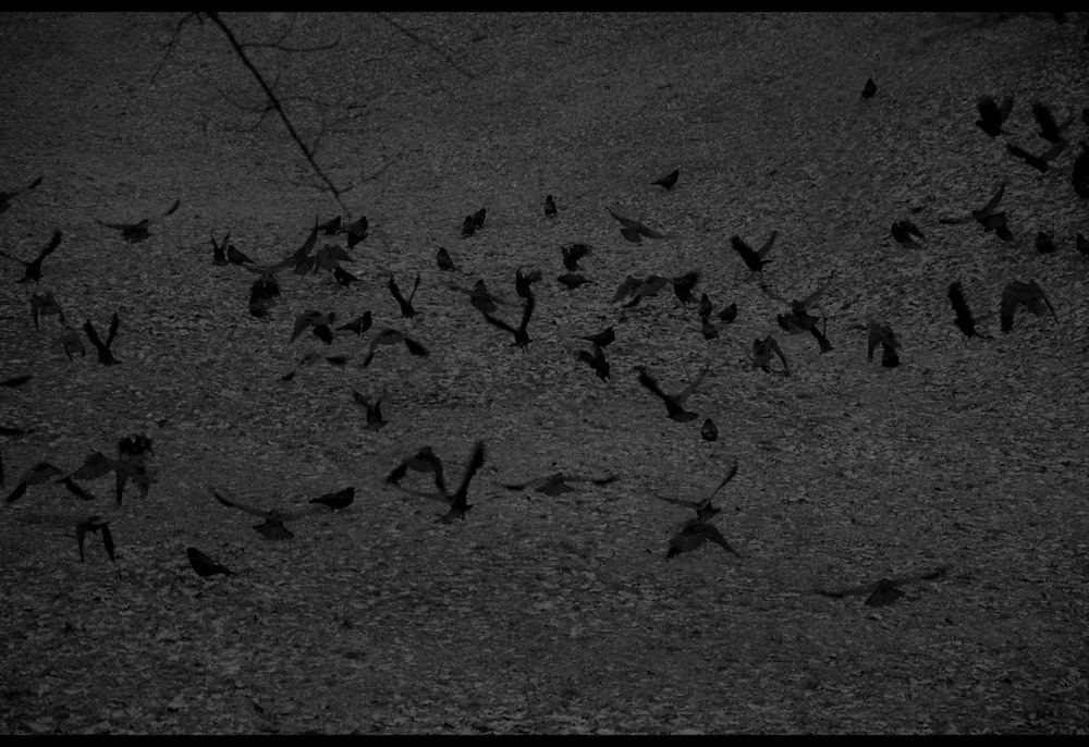 Фотографія Черный ворон кружит над землею, Не желая садиться к холму. Она проклята кровью людскою... / zzeleman / photographers.ua