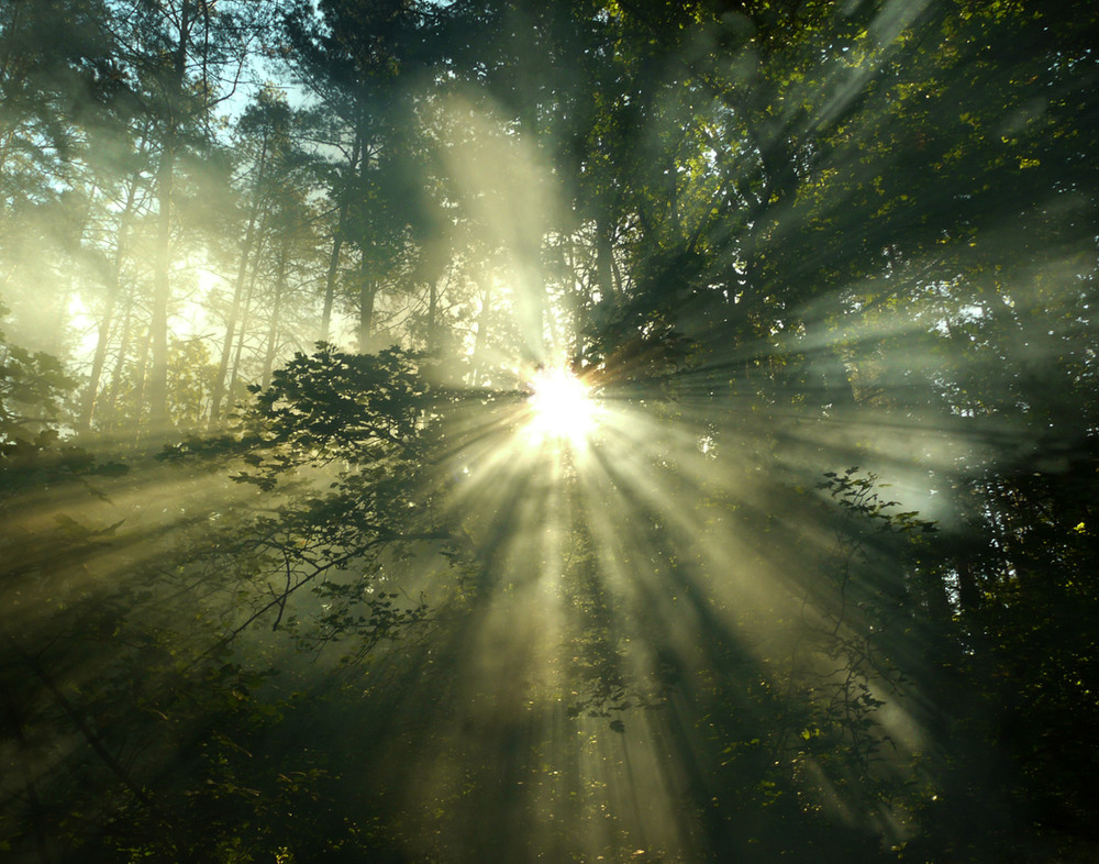 Фотографія Forest Blast / zzeleman / photographers.ua