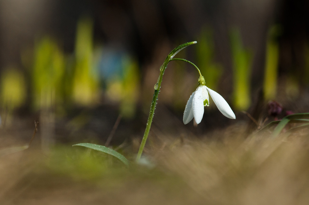 Фотографія Весна... / Игорь Детков / photographers.ua