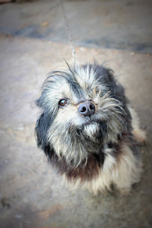 Фотографія Счастливый пёс / Соня Маркус / photographers.ua