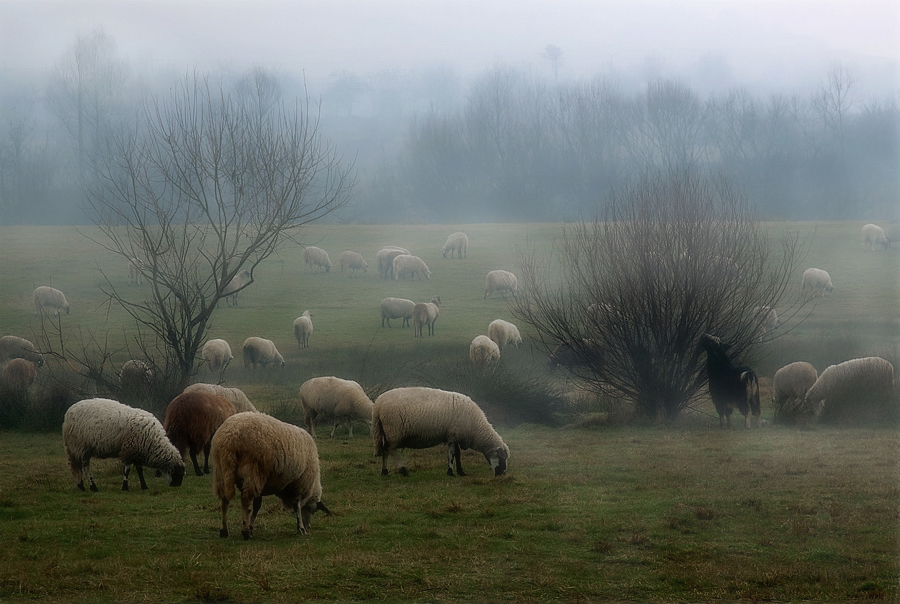 Фотографія Вівці мої вівці... / Богдан Стойко / photographers.ua