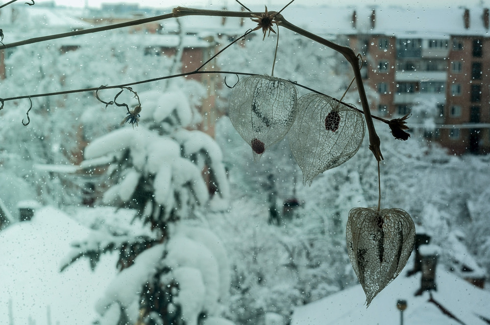 Фотографія Сніжний фізаліс / Галина Вокальчук / photographers.ua