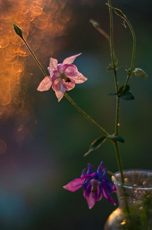 Фотографія Натюрморт / Галина Вокальчук / photographers.ua