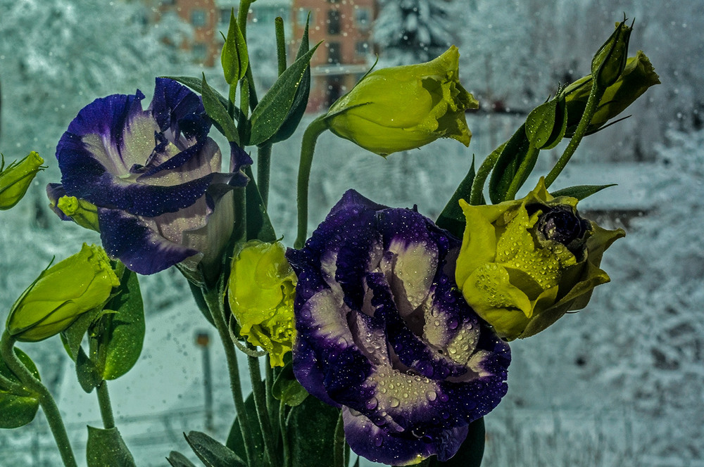 Фотографія ...ці дивні квіти дивної зими.... / Галина Вокальчук / photographers.ua