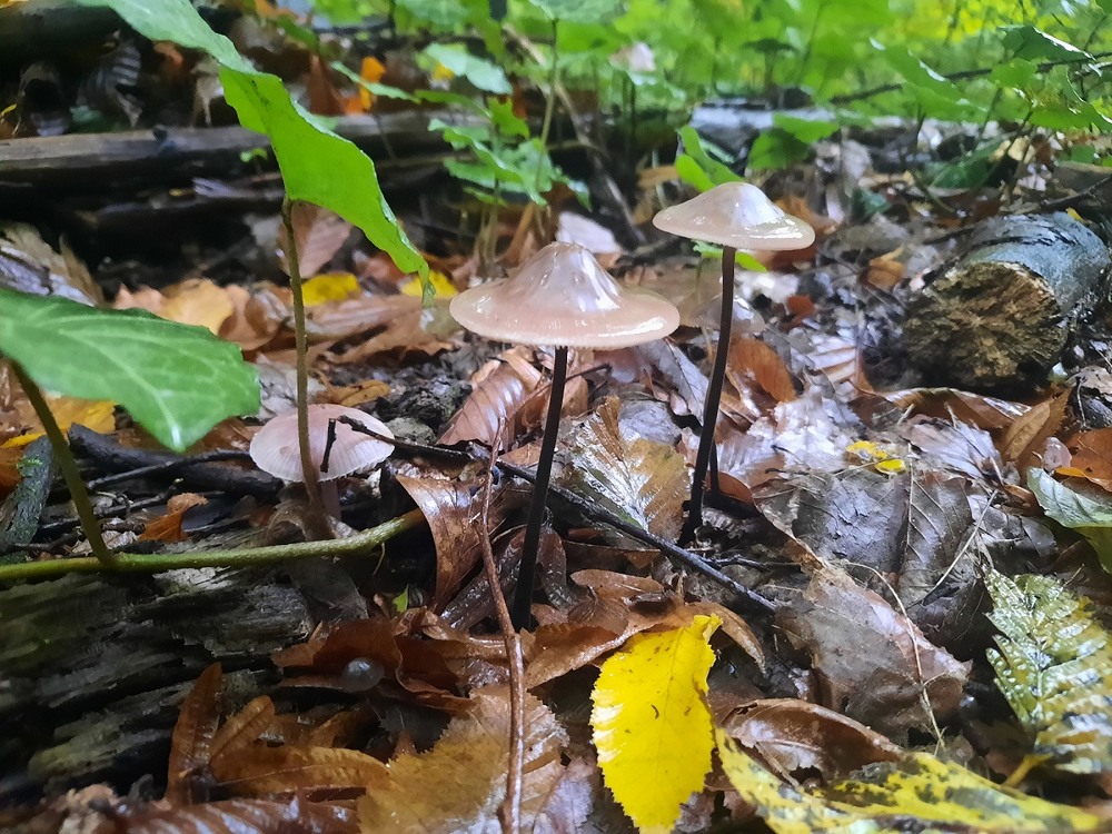 Фотографія Ще раз про гриби / Тарас Бандрівський / photographers.ua