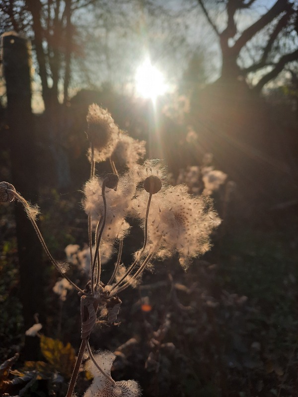 Фотографія Осіннє сонце / Тарас Бандрівський / photographers.ua