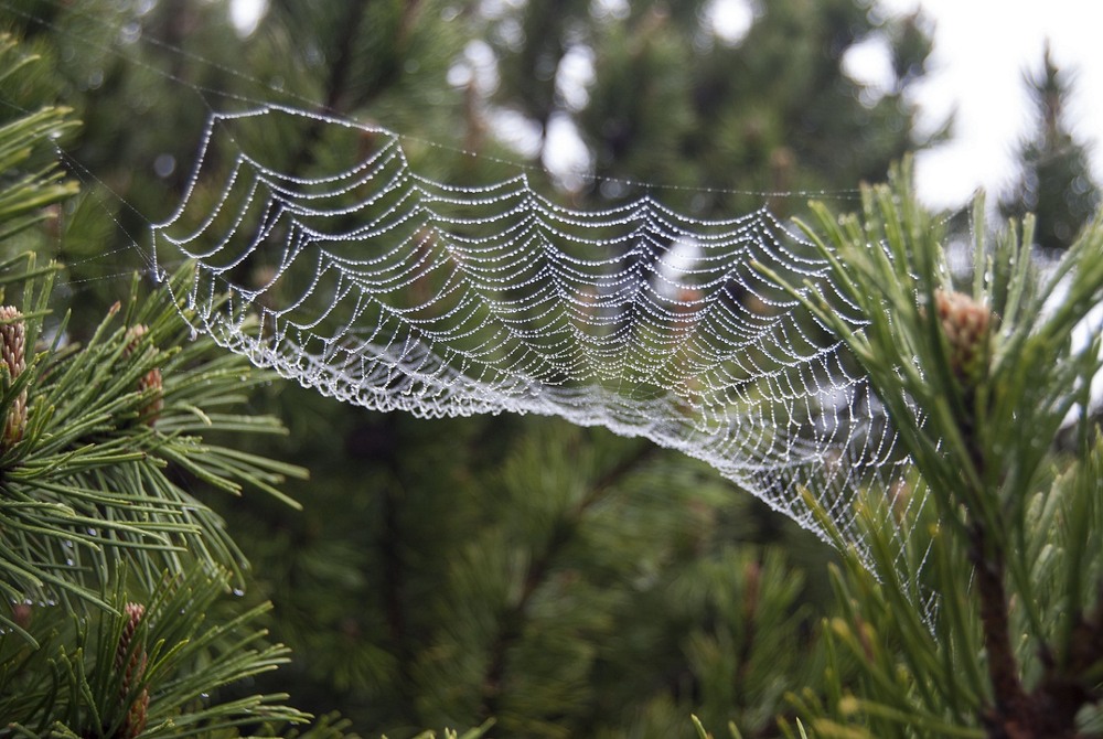 Фотографія Павук - митець / Тарас Бандрівський / photographers.ua