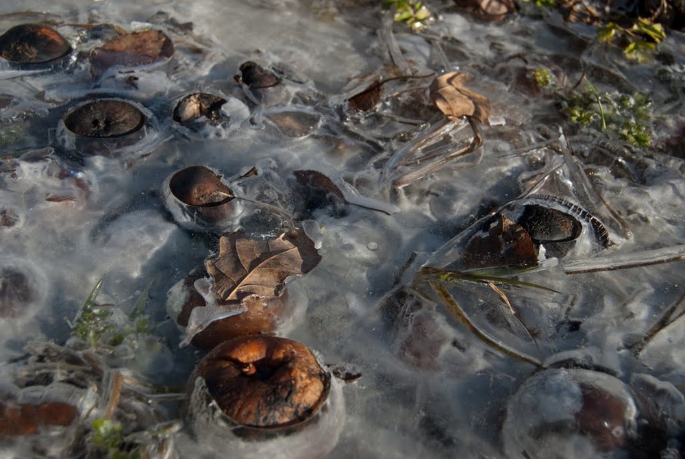 Фотографія Зима прийшла / Тарас Бандрівський / photographers.ua