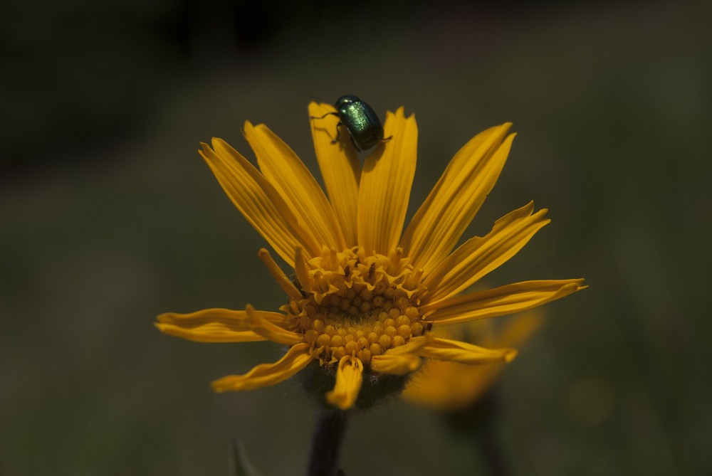 Фотографія Жук / Тарас Бандрівський / photographers.ua